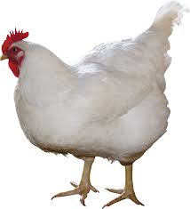 paha ayam